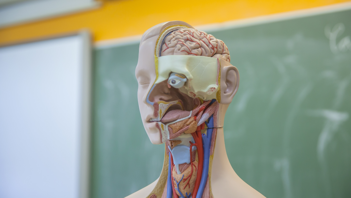 Częsci ciała niemiecki